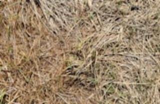 brown and green grass field